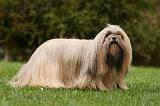 LHASSA APSO 188